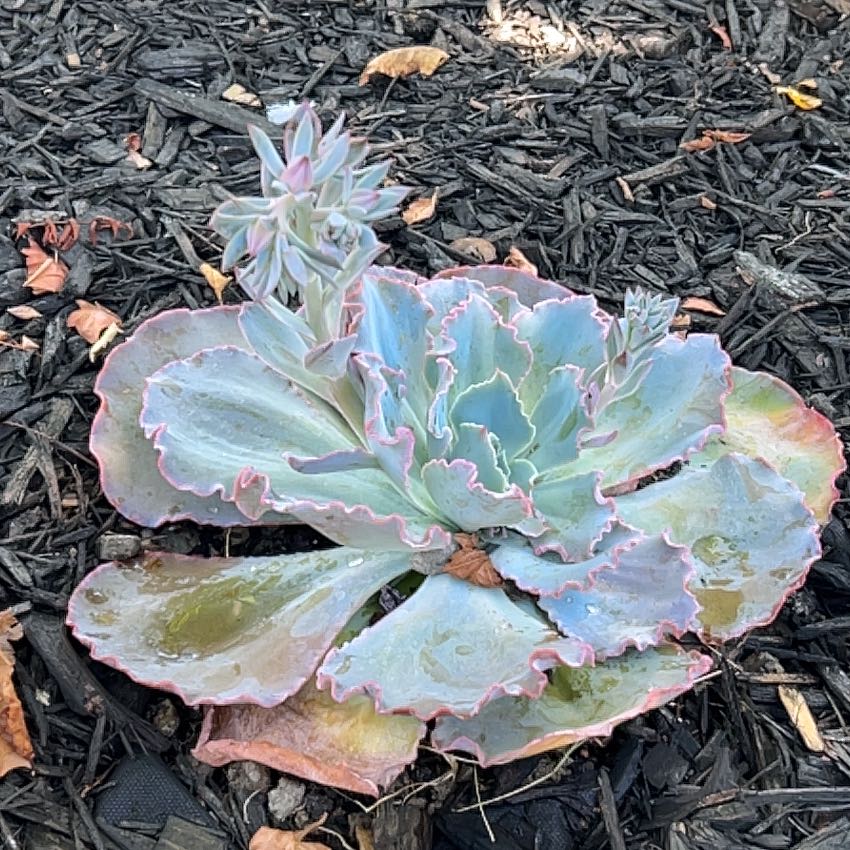 Photo of the plant species Echeveria 'Sahara' by @Lexajoytal named Ruffle on Greg, the plant care app