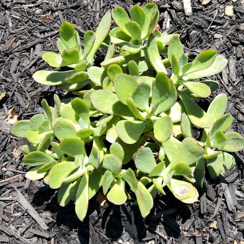 Photo of the plant species Mint Truffles by @Lexajoytal named Minty on Greg, the plant care app
