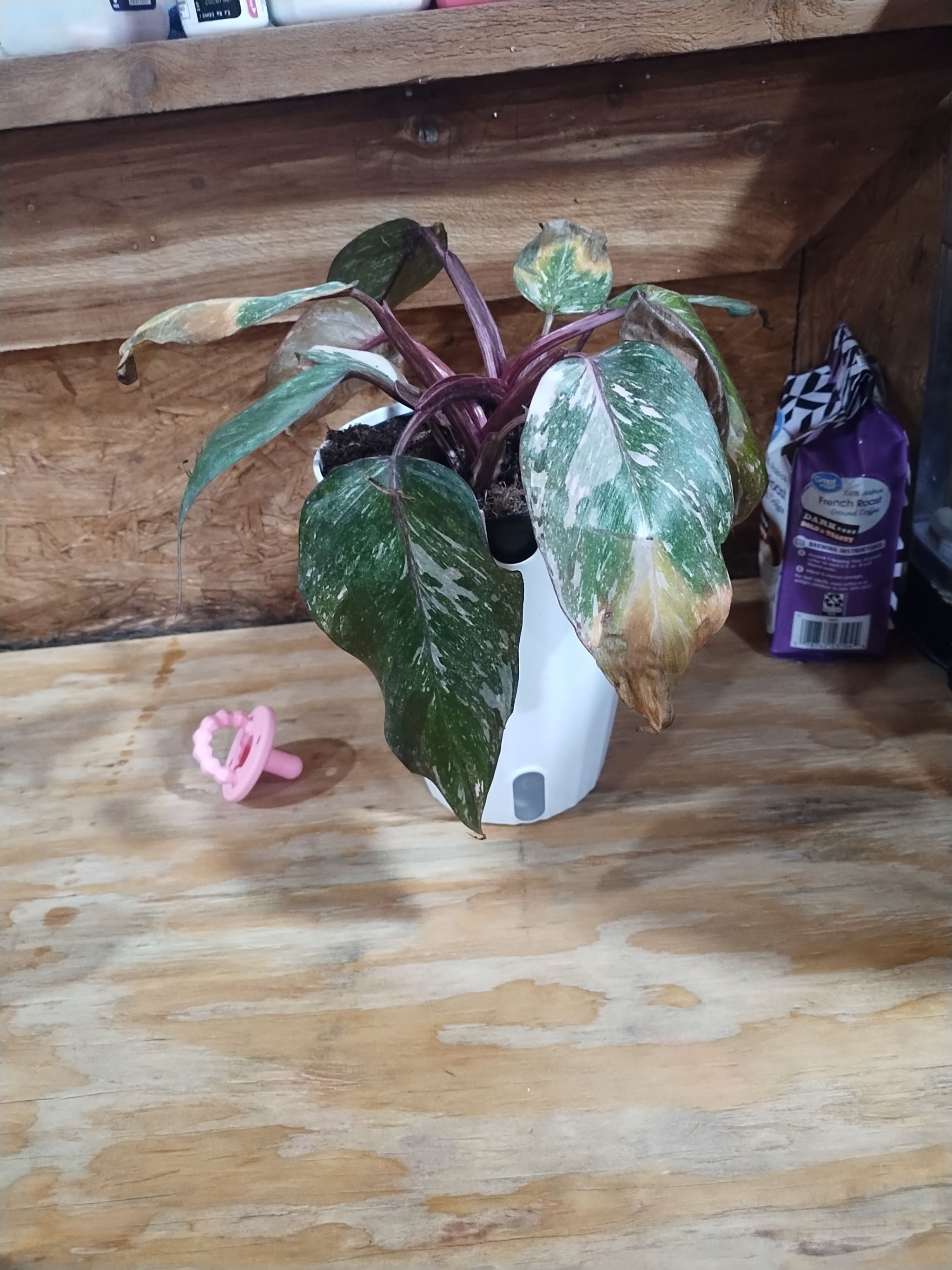 Photo from the post