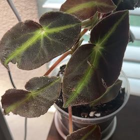 Photo of the plant species Listada Begonia by @AcePuriri88 named Winston on Greg, the plant care app