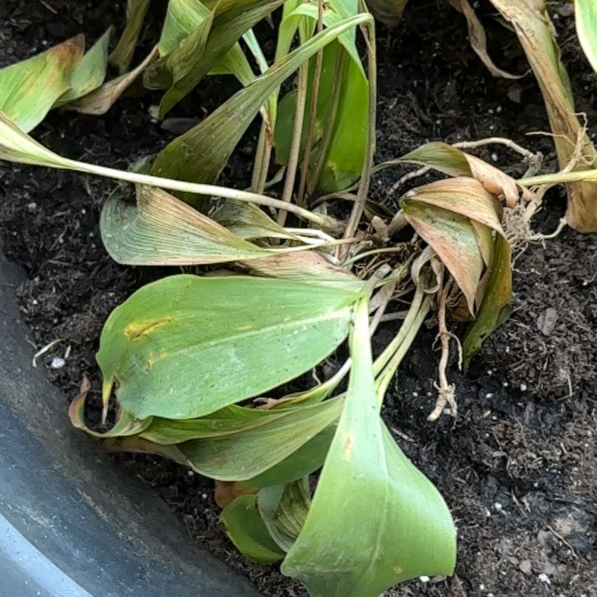 Photo of the plant species May Bells by @WinLemon13 named Spike Leaves on Greg, the plant care app