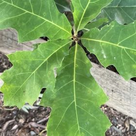 Photo of the plant species Northern Red Oak by @SunnyKawakawa99 named Sonora on Greg, the plant care app
