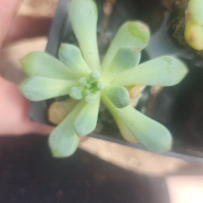 Photo of the plant species Sedeveria 'Blue Elf' by @BabyFern16 named Naomi on Greg, the plant care app