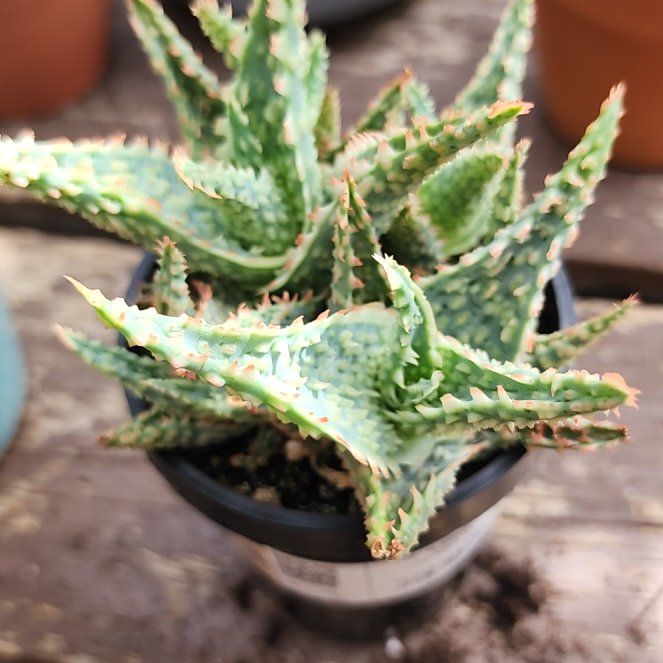 Photo of the plant species Aloe Oik by @BabyFern16 named Luna on Greg, the plant care app