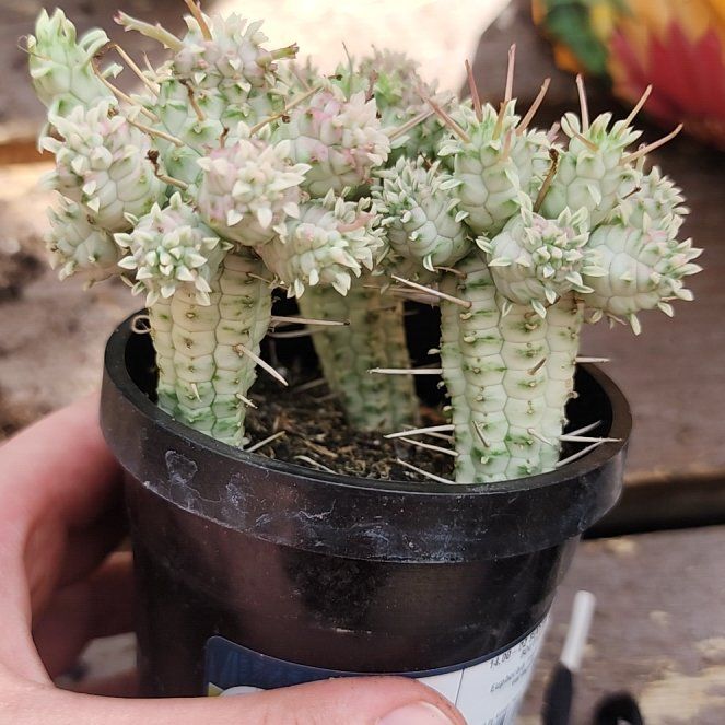 Photo of the plant species Variegated Corncob Cactus by @BabyFern16 named Queen on Greg, the plant care app