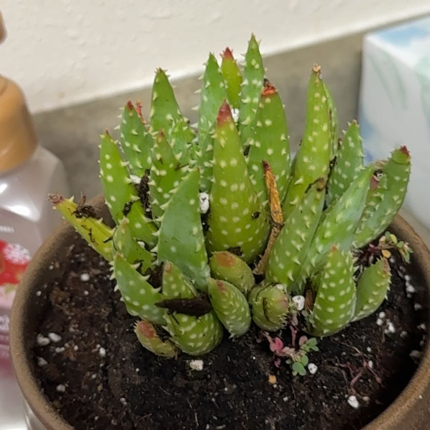 Photo of the plant species Crosbys Prolific by @PetPigfern46 named Nithin on Greg, the plant care app