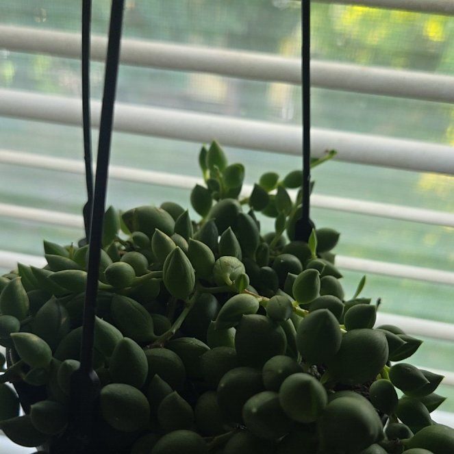 Photo of the plant species Raindrops by @EarlySalal77 named Winston on Greg, the plant care app