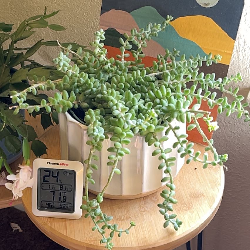 Healthy Burro's Tail succulent with dense blue-green leaves on trailing stems, displayed on a wooden surface with a digital thermometer.