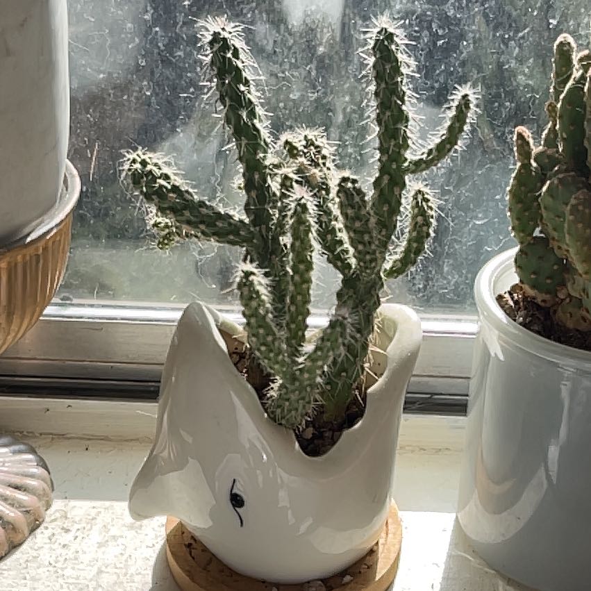 Eve's Needle Cactus in a decorative pot on a windowsill, appears healthy.
