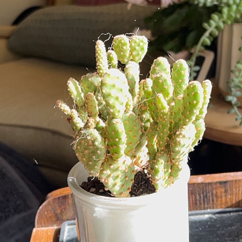 Bunny Ears Cactus in a white pot, well-lit and healthy.