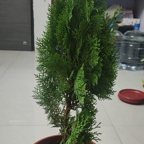 Photo of the plant species Oriental Arborvitae by @YummyTearose84 named Gates on Greg, the plant care app