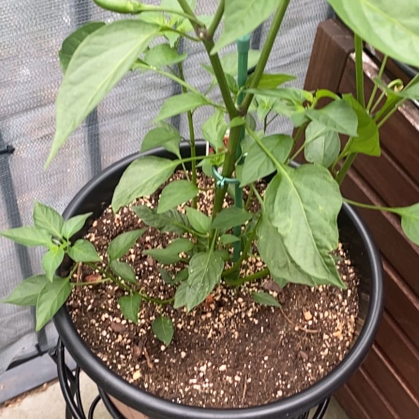 Photo of the plant species Serrano Pepper by @QuirkyTagetes21 named Terra on Greg, the plant care app