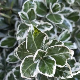 Photo of the plant species Japanese Spindle by @YoungZucchini13 named Austen on Greg, the plant care app