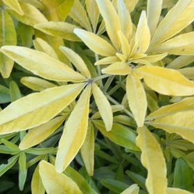 Photo of the plant species Mexican Orange Blossom by @YoungZucchini13 named Bieber on Greg, the plant care app