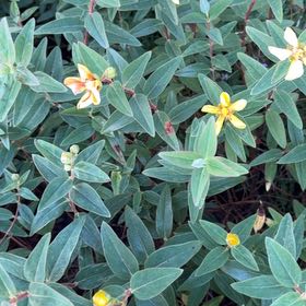 Photo of the plant species St. John's Wort by @YoungZucchini13 named Einstein on Greg, the plant care app