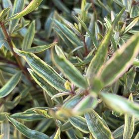 Photo of the plant species Hebe by @YoungZucchini13 named Diana on Greg, the plant care app