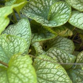 Photo of the plant species False Forget-Me-Not by @YoungZucchini13 named Willow on Greg, the plant care app