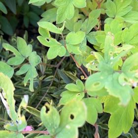 Photo of the plant species Asian Bleeding-Heart by @YoungZucchini13 named Ulysses S Plant on Greg, the plant care app