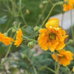 Photo of the plant species Geum 'Mango' by @YoungZucchini13 named Leonardo on Greg, the plant care app
