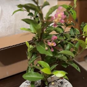 Photo of the plant species Barbados Cherry by @KindShyleaf52 named Gates on Greg, the plant care app
