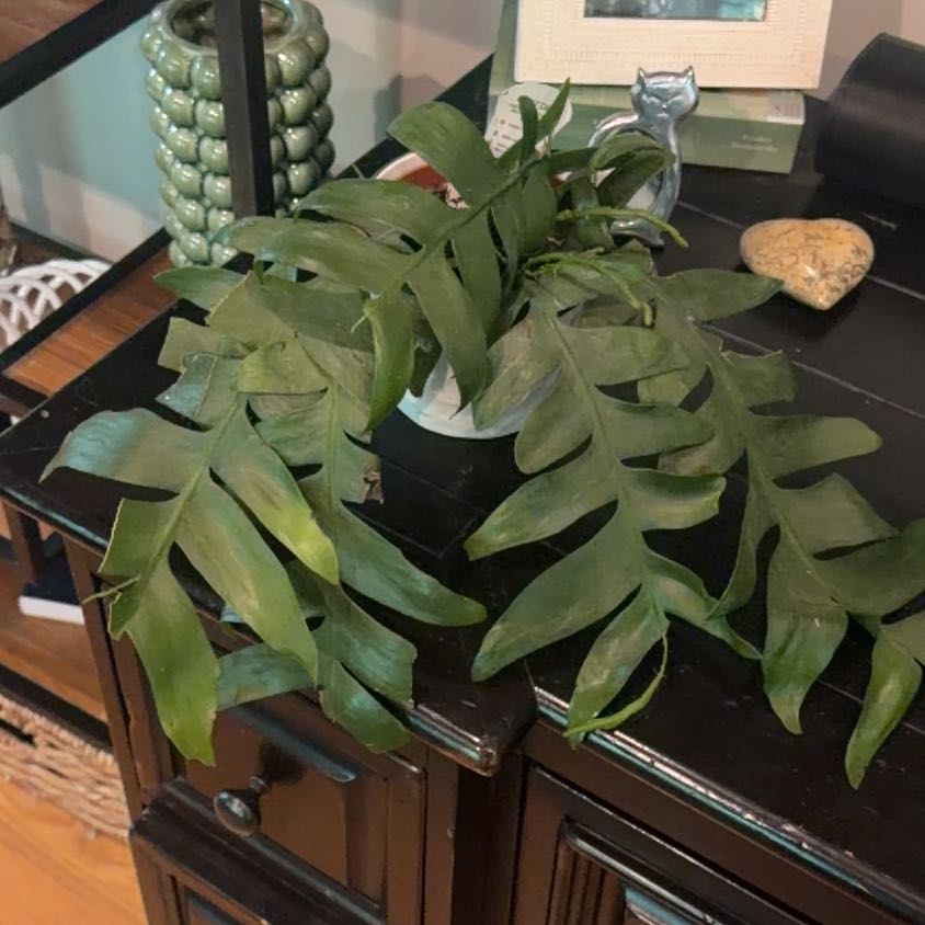 Photo of the plant species shark fin cactus by @GladKūmarahou29 named Sproutacus on Greg, the plant care app