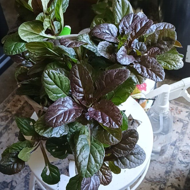 Photo of the plant species Blue Bugle by @SavvyShallot47 named Blue Bugle on Greg, the plant care app