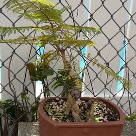 Photo of the plant species Jacaranda by @TitanicPomelo14 named Dax on Greg, the plant care app