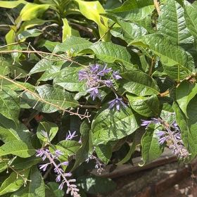 Photo of the plant species Queen's Wreath by @TitanicPomelo14 named Doja Cat on Greg, the plant care app