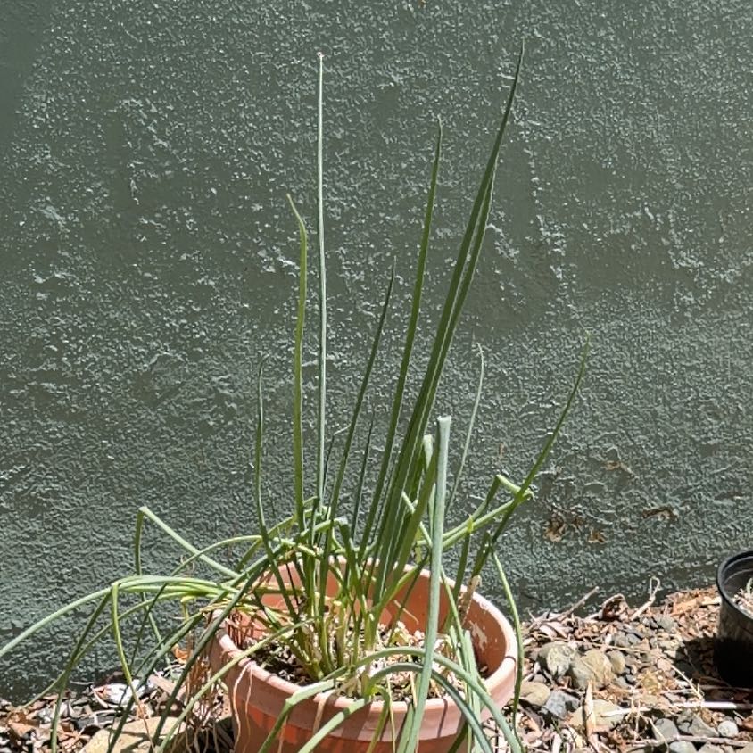 Photo of the plant species Chinese Chives by @TitanicPomelo14 named Bella on Greg, the plant care app