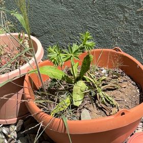 Photo of the plant species Culantro by @TitanicPomelo14 named Sherlock on Greg, the plant care app