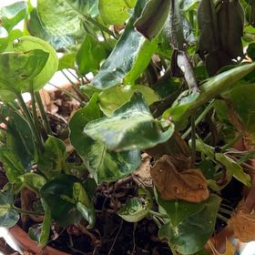 Photo of the plant species Snakeshead by @LordBluerose3 named Taylor Swift on Greg, the plant care app
