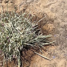 Photo of the plant species Fingertips by @QualityGrass63 named Mollie on Greg, the plant care app