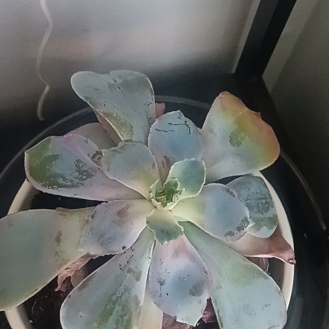 Photo of the plant species Echeveria by @RomanticSucc74 named Naomi on Greg, the plant care app