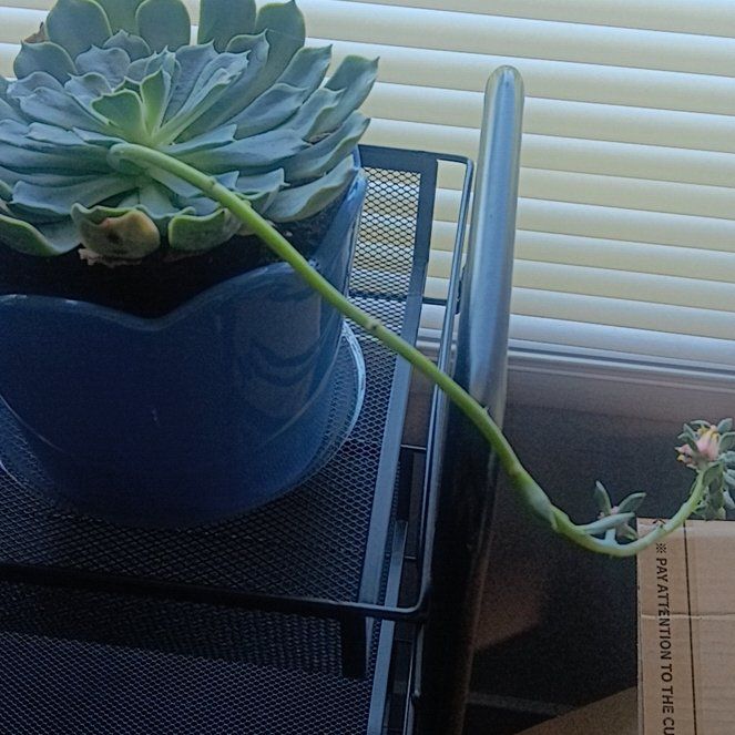 Photo of the plant species Succlent by @RomanticSucc74 named Wall-E on Greg, the plant care app