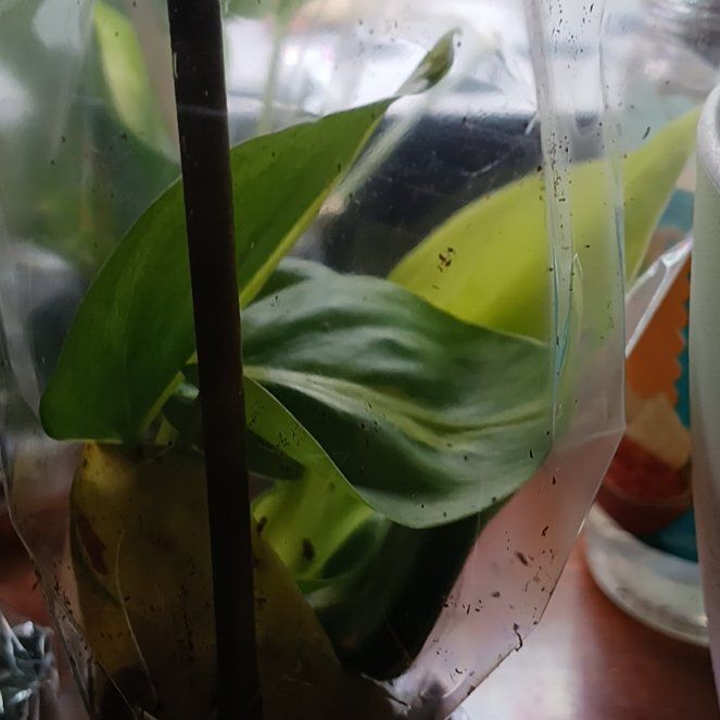 Photo of the plant species Brown Widelip Orchid by @HipFanpalm4 named Sonora on Greg, the plant care app