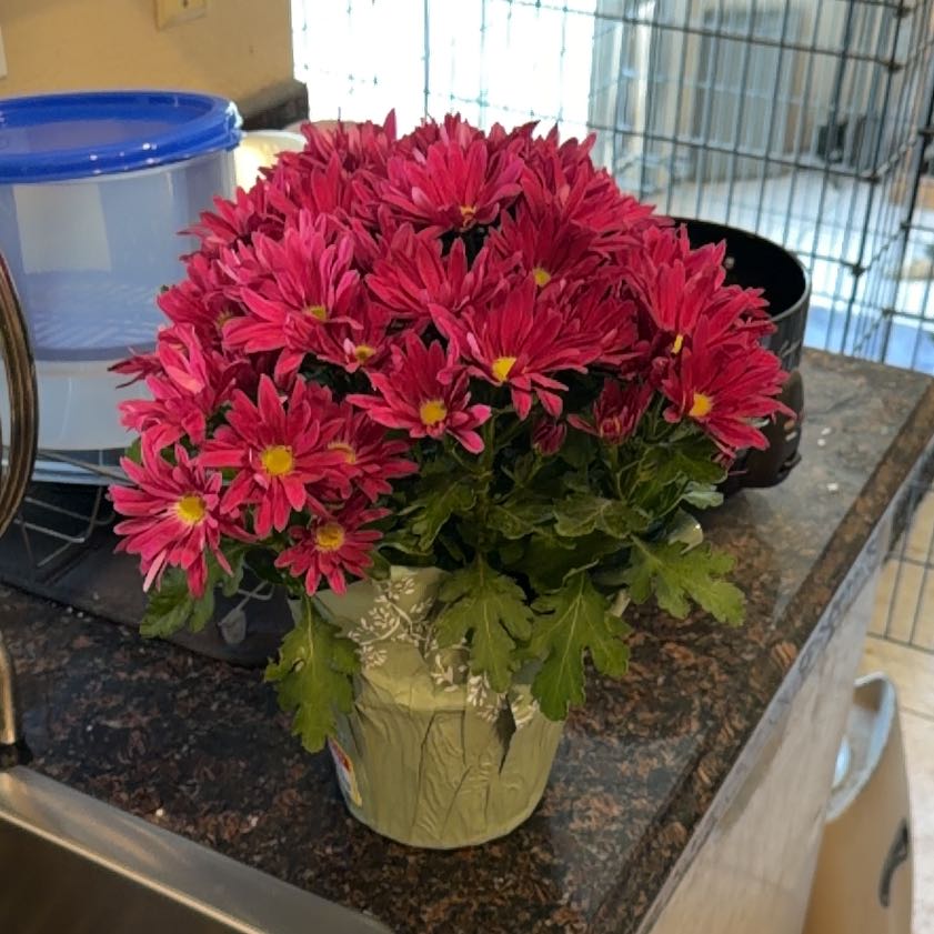 Photo of the plant species Chrysanthemum by @DreamyDuranta87 named Sproutacus on Greg, the plant care app