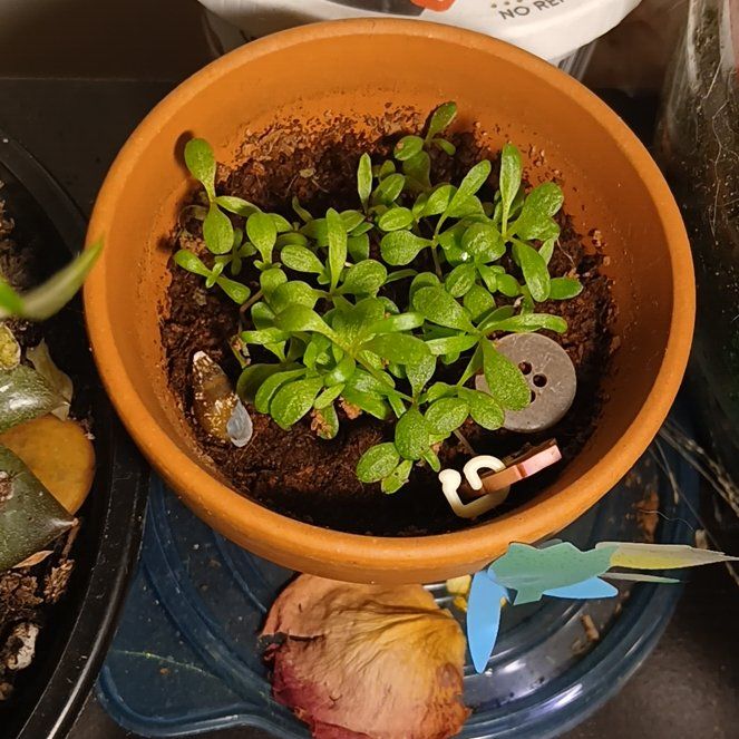 Photo of the plant species Shasta Daisy by @GuruRockweed61 named Daisy on Greg, the plant care app