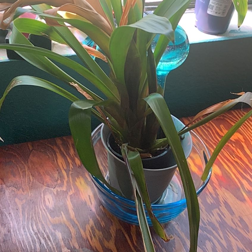 Photo of the plant species Bromeliad by @LadyChosmo5 named brenda on Greg, the plant care app
