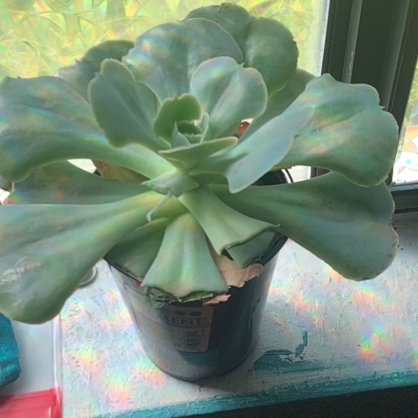 Photo of the plant species Succulent by @LadyChosmo5 named revan on Greg, the plant care app