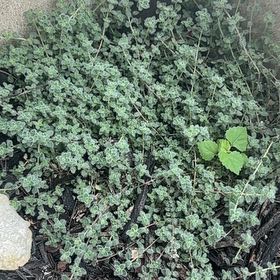 Photo of the plant species Strathmore Weed by @QuietBigfoot3 named Gomez on Greg, the plant care app