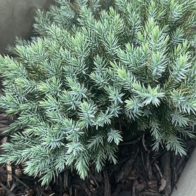 Photo of the plant species Blue Star Juniper by @QuietBigfoot3 named Bodhi on Greg, the plant care app