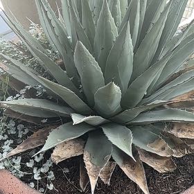 Photo of the plant species Parry's Agave by @QuietBigfoot3 named Prince on Greg, the plant care app