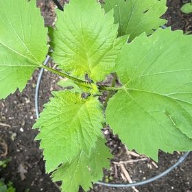 Photo of the plant species Hoary Stinging Nettle by @GoodKiekie16 named Lola on Greg, the plant care app
