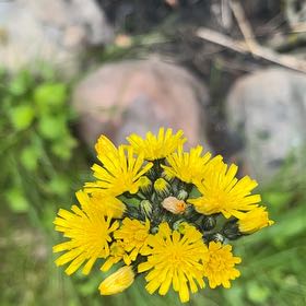 Photo of the plant species Blowball by @GoodKiekie16 named Treeyoncé on Greg, the plant care app