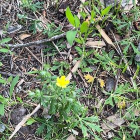 Photo of the plant species Alfalfa by @GoodKiekie16 named Pax on Greg, the plant care app