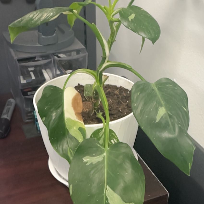Photo of the plant species Philodendron 'White Wizard' by @UnspoiltAlula96 named Gandalf on Greg, the plant care app