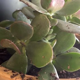 Photo of the plant species Pig's Ear by @NurseLarkspur25 named Sherlock on Greg, the plant care app