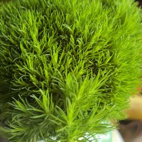 Photo of the plant species Broom Forkmoss by @VipBookaloe33 named Queen on Greg, the plant care app