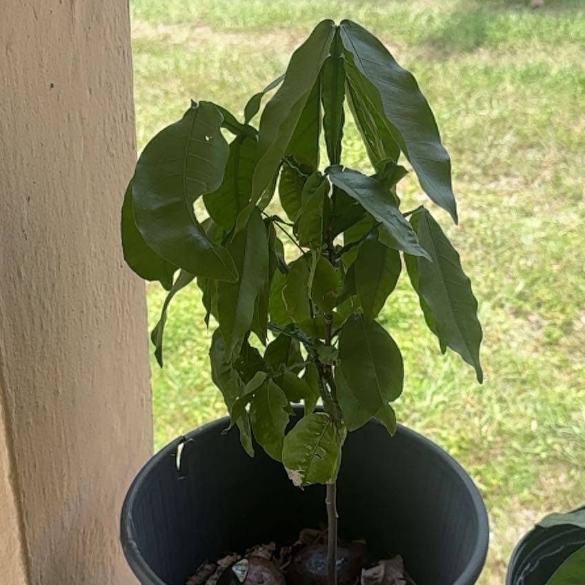 Photo of the plant species Mamoncillo by @ComicTobacco84 named Plato on Greg, the plant care app