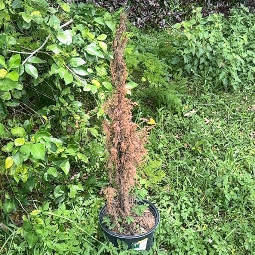 Photo of the plant species Italian Cypress 'Garda' by @ComicTobacco84 named Gomez on Greg, the plant care app